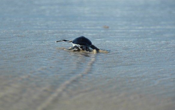 Long way to the sea. Every 1-1000 is likely to return to the beach to nest...