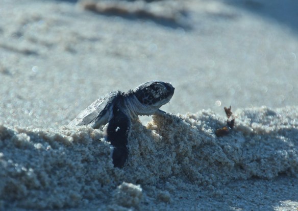 Merikilpikonnan ensimmäinen matka