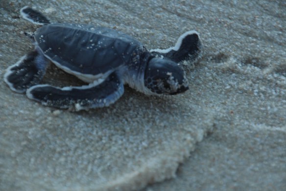 They're fast - sorry for not having the perfect focus...