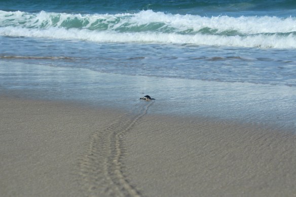 Waiting for the perfect surf!
